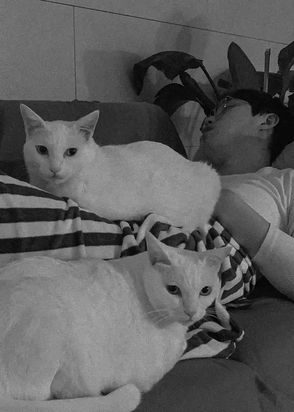 Life with Cats